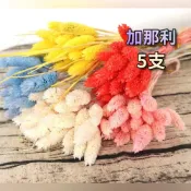 (店+)5支一束 進口 加那利 乾燥花 寶石草 永生花 加娜利 花束 玻璃罩 花材 DIY材料 美人草