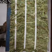 【原生牧草小舖】適用兔子龍貓豚鼠荷蘭豬牛羊馬牧草25公斤草捆牧草批發提摩西一割百幕達苜蓿燕麥草