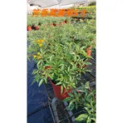 芳香萬壽菊 百香果味道
