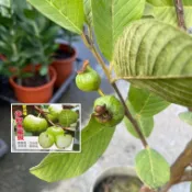 田尾玫瑰園 l 少籽水蜜拔﹑無籽水蜜拔（已經會掛果）芭樂苗【8吋美植袋 高度約80cm】水果苗 (植物眾多歡迎聯繫客服)