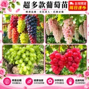 台灣現貨🍇【精選15款葡萄苗】🍇四季種植葡萄樹苗 果苗 矮化果樹 矮生盆栽 矮化盆栽 水果苗 水果樹苗 基地直發