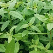 檸檬馬鞭草 3吋 可食用香草香料植物盆栽地栽橙香木陽臺庭院綠植克拉草 馬鞭草