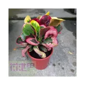 (店+)花森好市-常綠灌木*圓滿變葉木--葉型特殊5吋盆高10-15cm