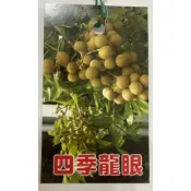四季龍眼/嫁接苗/永吉種苗園