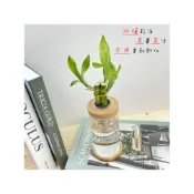 (店+)【理想小品】開運竹【現貨】富貴竹 水耕盆栽 玻璃圓柱瓶 無土種植 簡單種植 觀葉植物 室內植物 玻璃飾品 花盆 盆栽