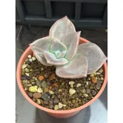 i41 大盃宴（3寸盆）熊多肉植物7.2