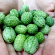 沐耕園|✨（拇指西瓜種子）西瓜種子 袖珍迷你小西瓜 可食用 爬藤西瓜陽臺盆栽觀賞特色蔬菜水果種子 四季薄皮迷你盆栽西瓜種
