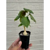 塊根植物-[實生]龜甲蘿藦（3吋）