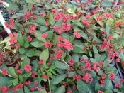 ╭＊田尾玫瑰園＊╯常綠灌木-(大葉小花麒麟花)