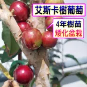 大果四季 艾斯卡樹葡萄🟡4年齡 已會產果盆栽🟡 樹葡萄 樹苗 果苗 矮化果樹 矮生盆栽 矮化盆栽 水果苗 水果盆栽 水果