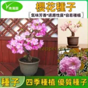 【進口櫻花種子】盆栽櫻花種子 微型櫻花 日本櫻花 四季開花 室內易活 盆栽花草 植物首選 新手陽臺庭院 seed