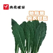 恐龍葉羽衣甘藍種子【蔬果種子】無頭甘藍 每包約1公克 耐寒 耐肥 採收期長 生長旺盛 興農種苗 彩色原包裝