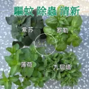 【驅蚊草大全】強效驅蚊 盆栽驅蚊草種子 薄荷 九層塔 萬壽菊 驅蚊草 濃香型花卉  蓄意草種子 迷迭香種子