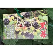 一禪種苗園-生命之果黑鑽石〈黑莓/黑莓樹〉水果苗-5吋盆/對人體非常有益的水果/大型多刺密實的灌叢/多年生植物