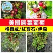 美國圓葉葡萄種子 格威爾 紅寶石 伊森 嘉寶果 庭院攀爬 自種水果 稀有品種 盆栽可栽 爬藤植物 果樹苗 綠化造景