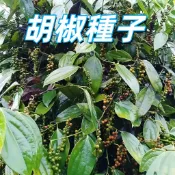 台灣現貨【胡椒種子】調味料 盆栽 陽台種植 高發芽率 新鮮種子 台灣現貨 園藝自種 新手易種植