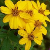 芳香萬壽菊一棵26元