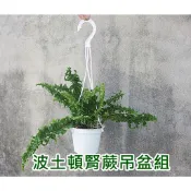〈柯比植物園〉蕨類植物 觀葉植物。波士頓腎蕨】~~有效淨化空氣的室內植物~吊盆組