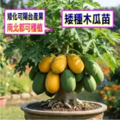 矮種木瓜苗🟡進口超矮品種🟡可盆栽產果 高甜度 好吃品種 矮木瓜 矮種木瓜 超矮木瓜 矮種木瓜苗 超矮木瓜苗 木瓜 木瓜苗