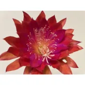 孔雀仙人掌大紅花枝條10-25公分