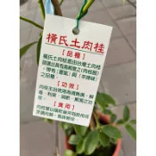 橫氏 土肉桂 ｜7吋盆～可食用的香料植物⋯