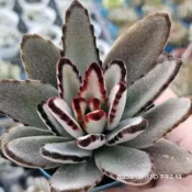 玫瑰黑兔🔥穩根品🌵多肉植物❤️蘭心花卉