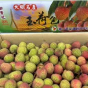 明年見【玉荷包荔枝糯米荔枝 桂味荔枝  】鵝蛋  大丁香 吉利荔枝 果核小果肉豐厚高雄大樹名產 肉質白嫩Q彈