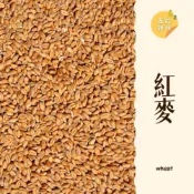 (店+)｜大台南五穀糧倉｜600g 1斤 紅小麥 白小麥 小麥 紅麥 白麥 小麥草 五穀