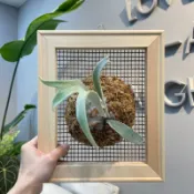 （銀鹿鹿角蕨）植畫植說/上板植物/蕨類/觀葉植物/室內植物/苔球/畫框/居家擺設/裝飾
