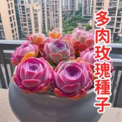 多肉玫瑰種子 山地玫瑰 永生玫瑰 玫瑰景天 休眠期蓮座 迷你玫瑰 室內植物 陽臺盆栽 療癒植物 綠植收藏 稀有品種