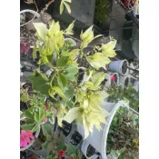 九重葛－重瓣白(4寸盆整盆出售非枝條)每盆含盆及介質，寄送會局部掉花掉葉，末端枝葉會配合店到店箱子少許修剪才出貨