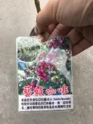 ( 花園小果樹 ) - 藝伎咖啡 （Geisha) 藝妓 /瑰夏咖啡  具花香咖啡