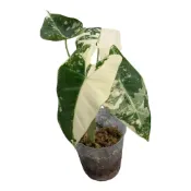 (店+)開心農元-觀葉植物- 斑葉絨葉觀音蓮 Alocasia micholitziana Variegated