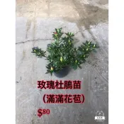 方方園藝-玫瑰杜鵑苗 (滿滿花苞) $80 3-4吋盆