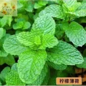一元20粒矮化日式盆栽薄荷種子超低價可食用薄荷猫薄荷驅蚊四季種植好養易活發芽率高種子花苗高產植物