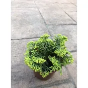 日本八房  黃金津山檜/黃金青檜 ｜3吋盆/3.5吋苗植袋～多年生常緑檜木