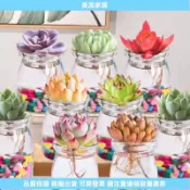 【水培多肉】室內植物盆栽 玻璃瓶水培植物 多肉植物組合 花卉布丁杯 辦公室療癒小物 桌上型盆栽 懶人植物 透明花瓶 水耕