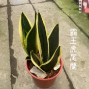 小花園藝 霸王 虎尾蘭 6吋盆 $320