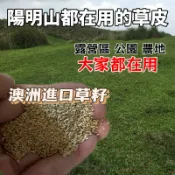 台灣現貨 類地毯草  【草種子】 地毯草 愛芬地毯草 類地毯草 草皮種子 1公斤裝  粉衣種子 附種植說明
