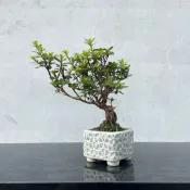 《森趣植栽所》皋月杜鵑·迷你盆栽·豆盆栽（筑峰）