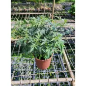 李家果苗 芳香萬壽菊 5吋盆 香草植物 可泡茶 高度20-30公分 特價130元