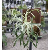🐝BEE_PLANTS 台中鹿角蕨  侏儒馬圓 鹿角蕨 18原生種