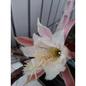 仙人掌，各式仙人掌枝條和石蓮花，入帳確認後最慢30天內出貨，圖片僅供參考，完美主義者就麻煩別下