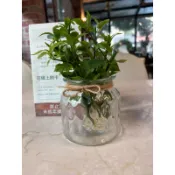 小園丁-憂遁草｜先切無根｜水耕枝條 可食植物