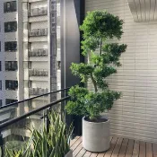 【高光植栽】蘭嶼羅漢松(層次) |　水泥圓柱　(訂製請洽客服)