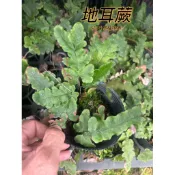 『525生態植物園』地耳蕨（原生植物，蕨類，室內觀賞，觀葉或觀賞植物）