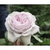 玫瑰天地 賣場3盆起才有出貨 3吋品種玫瑰苗 一箱最多8盆 紫色故事