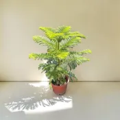 ｛英宏｝南洋杉7/8吋 小葉南洋杉 總高:60-90公分 陽光植物