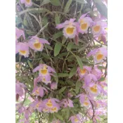 🌸石斛蘭~蟠龍石斛，分株芽