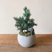 永生蓬萊松小熊貓盆栽